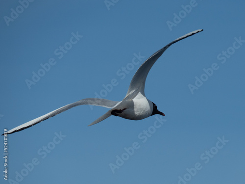Seagul flying in the sky shot from back