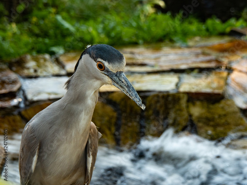 Grey night heron staring at camera in wild nature