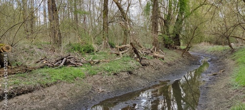Creek in forest