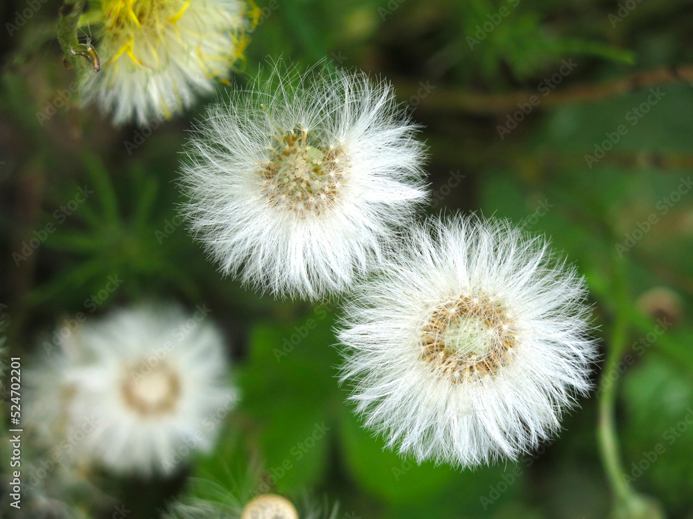 mother-and-stepmother (tussilago Asteraceae) blooms and turns into fluffy seeds mother-and-stepmother (tussilago Asteraceae) blooms and turns into fluffy seeds