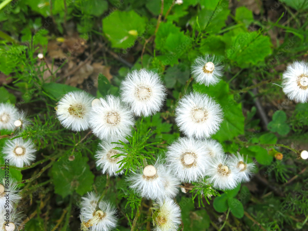 mother-and-stepmother (tussilago Asteraceae) blooms and turns into fluffy seeds mother-and-stepmother (tussilago Asteraceae) blooms and turns into fluffy seeds