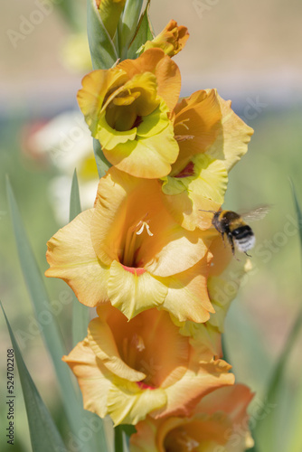 Obraz na płótnie Soft peach colored gladiolus blossom.