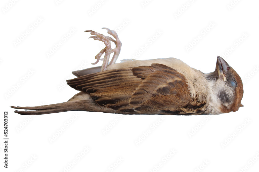 Dead bird corpse lying outdoors isolated on white background.  (World Ecology Concept)             