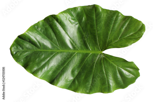 Green monstera leaves isolated from white background.