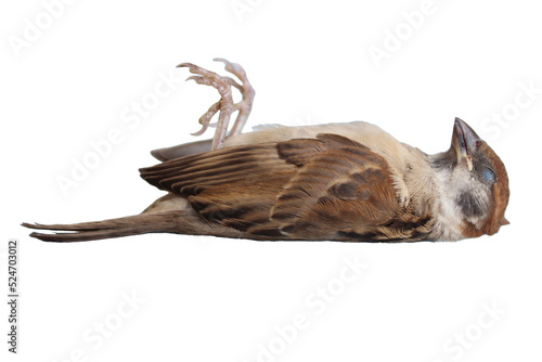 Dead bird corpse lying outdoors isolated on white background.  (World Ecology Concept)              © NOTE OMG