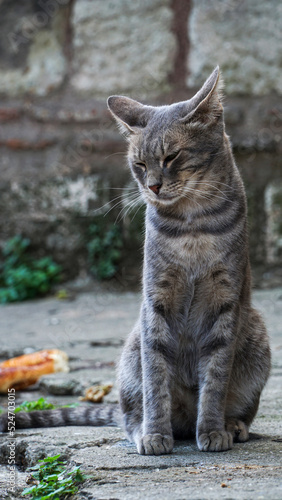 gray cat in the garden with a bagel in the background © Ezgi