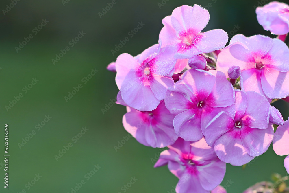 Inflorescences of a flowering plant of pink phlox with morning dew drops. Inflorescences of a flowering plant of pink phlox with morning dew drops.
