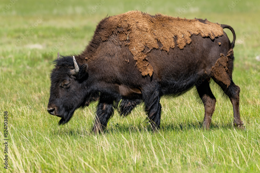 American Bison walking across the prairie landscape in Yellowstone National park. American Bison walking across the prairie landscape in Yellowstone National park.