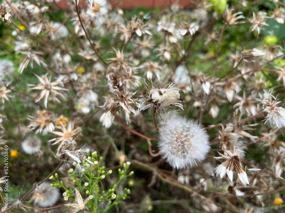 flowers of a thistle flowers of a thistle