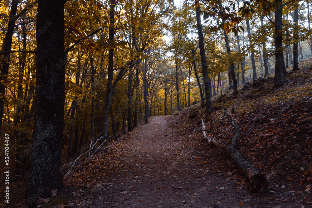 Path in a chestnut forest in autumn with golden leaves on the trees. Selective focus.