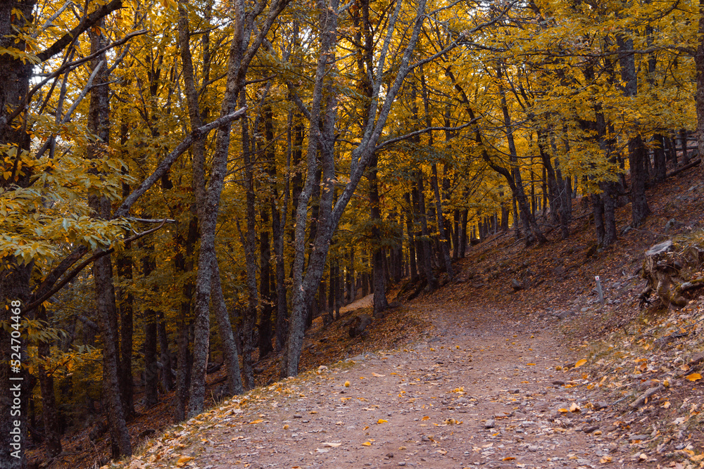 Path in a chestnut forest in autumn with golden leaves on the trees. Selective focus.