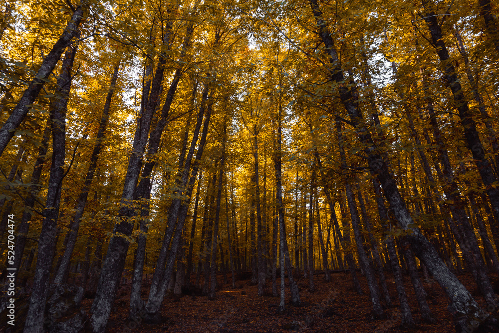 Chestnut forest in autumn with golden leaves. Selective focus.