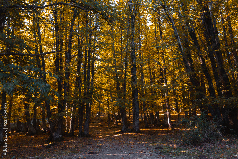 Path in a chestnut forest in autumn with golden leaves on the trees. Selective focus.