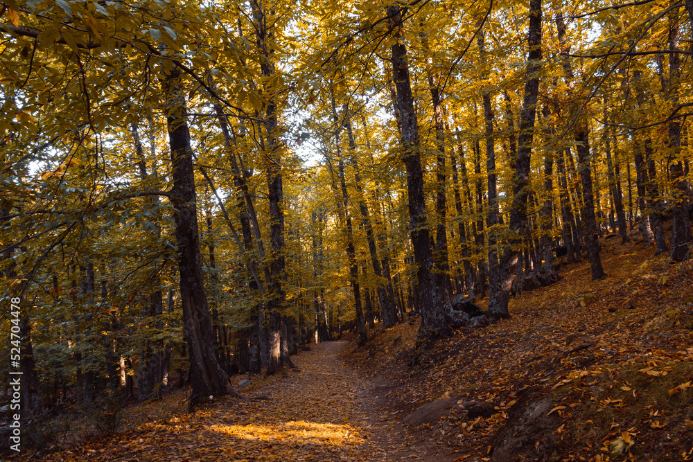 Obraz premium Path in a chestnut forest in autumn with golden leaves on the trees. Selective focus.