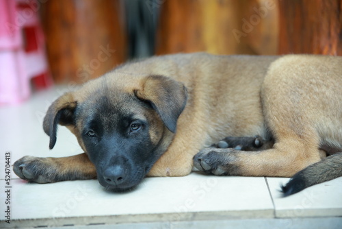 Brown Puppy in the garden looking to the camera with adorable eyes while resting on the ground