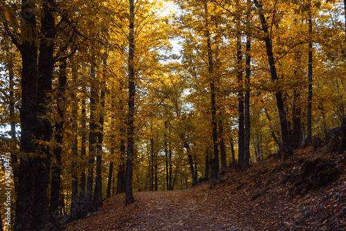 Path in a chestnut forest in autumn with golden leaves on the trees. Selective focus. © Rodrigo