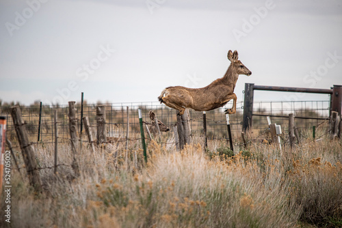 Deer Jump