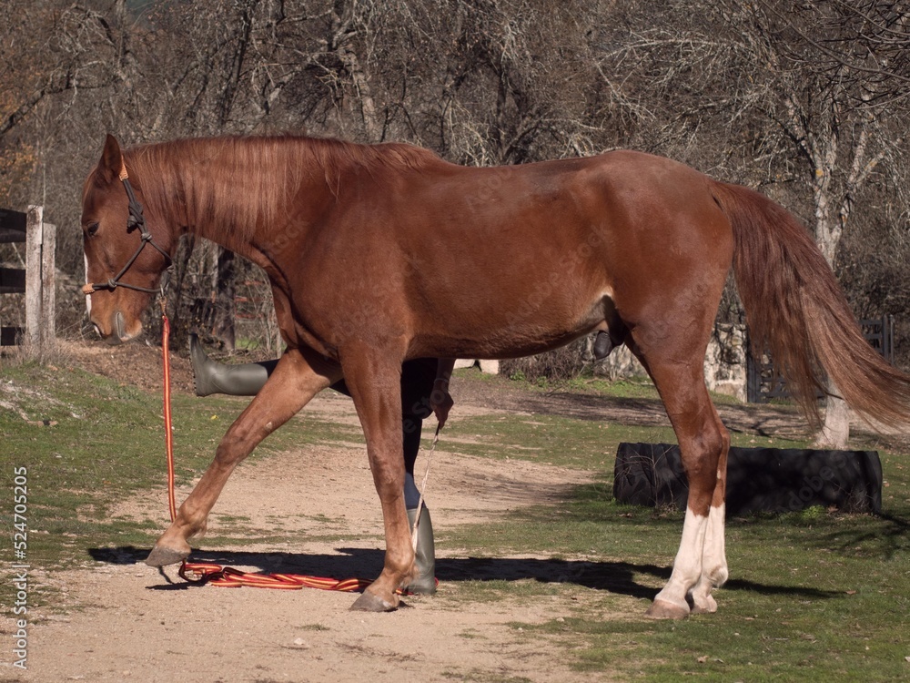 Fototapeta premium Anglo arab horse learning some horse agility tricks. Owner behind.
