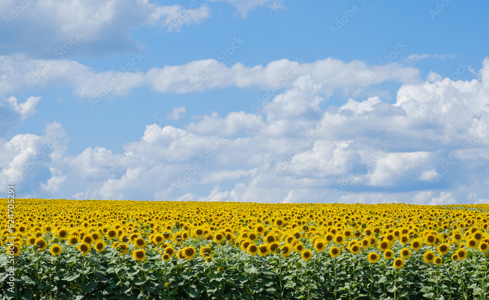 field with sunflowers to the horizon and blue sky with clouds on a sunny summer day