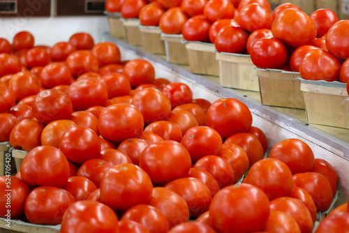 tomatoes © elvis santana
