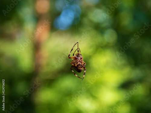 European garden spider, diadem spider, orangie, cross spider and crowned orb weaver. Araneus diadematus © DK_2020