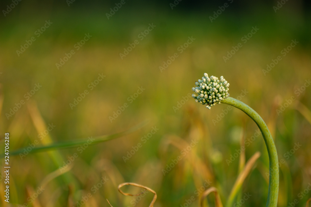 Onion flowers blooming onions, alliums. Green onions. The life cycle of