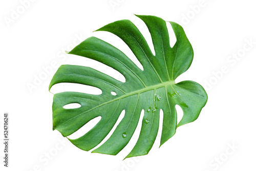 Green monstera leaves isolated from white background.