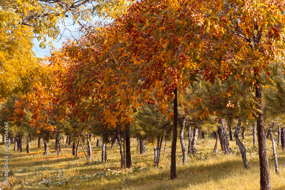 Naklejka premium Trees with golden leaves in autumn. Selective focus. Copy space.