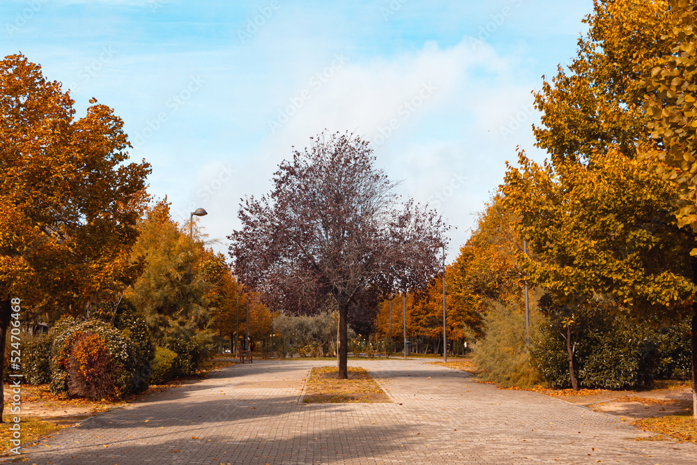Park avenue with trees with golden leaves in autumn. Selective focus. Copy space. Park avenue with trees with golden leaves in autumn. Selective focus. Copy space.