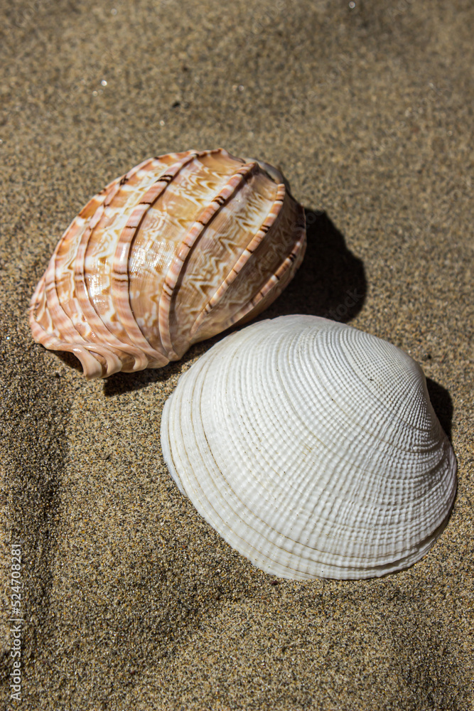 Seashells on the sand. The concept of relaxation at sea or on the beach Seashells on the sand. The concept of relaxation at sea or on the beach