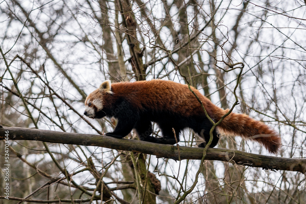 Fototapeta premium red panda bear