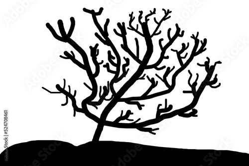 illustration of the contours of black tree branches on a white background minimalism