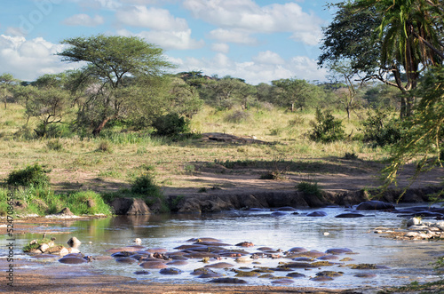 Lovely landscape of African savannah with hippos in the water