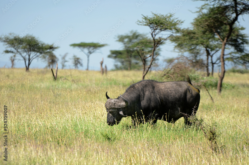 Buffalo in close-up isolated in the tall grass of Tanzania