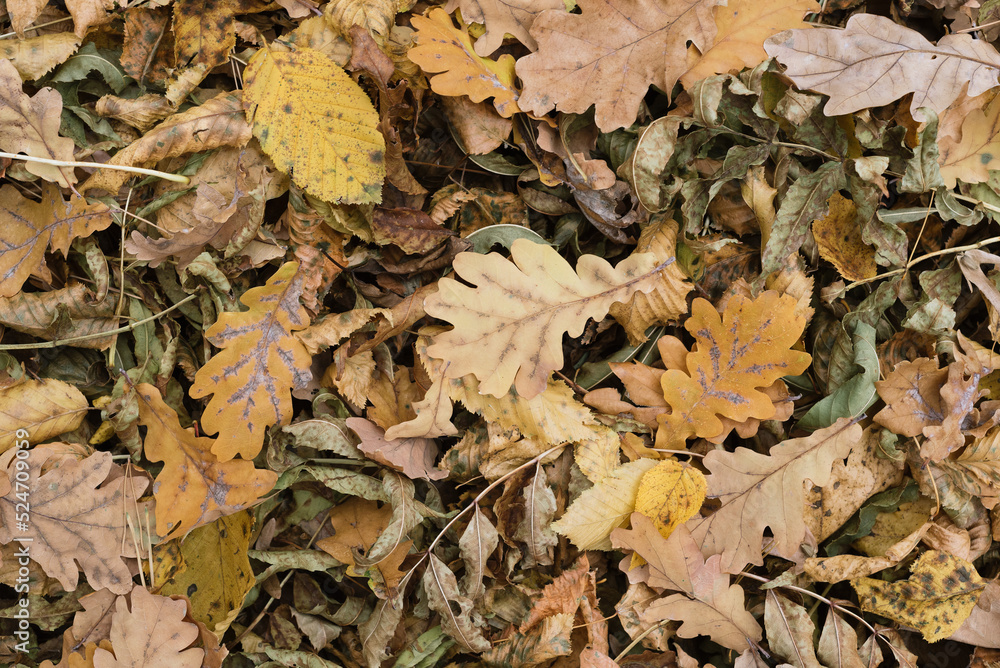 Texture autumn forest cover