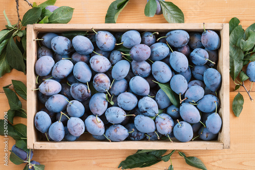 Harvest of plums in a wooden box