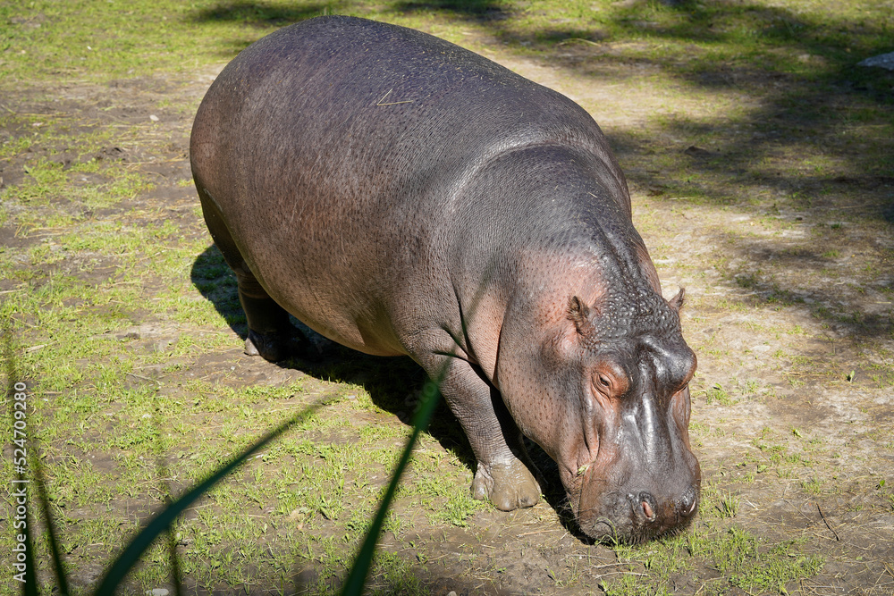 hippopotamus in the zoo hippopotamus in the zoo