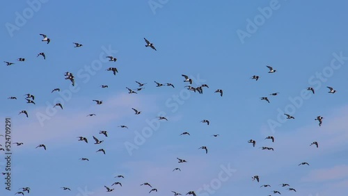 Flock of oystercatcher birds flying, Haematopus ostralegus or Austernfischer