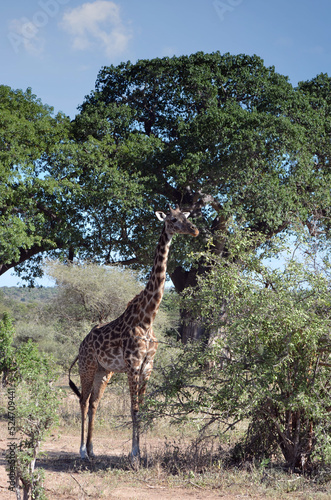 Close-up giraffe in the savannah of the African park 