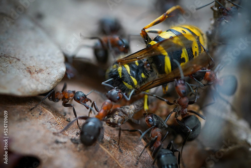 Foto ant and wasp