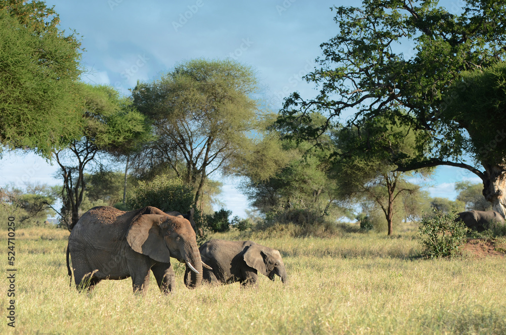 Fototapeta premium Elephant family with their calf in the African park savannah