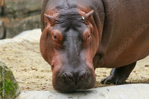 Hippopotamus. photo