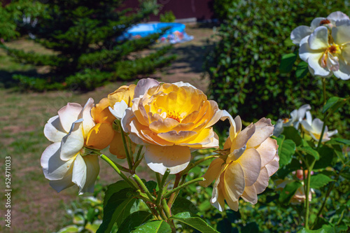 Flower Rose White Garden Eye Bud Blossom Blum