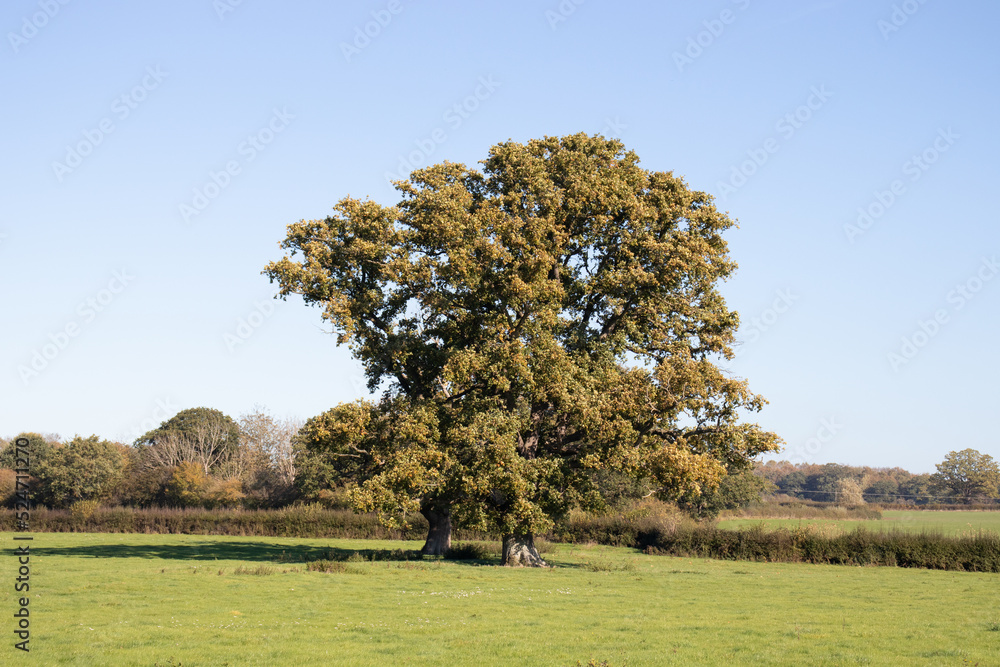 Old oak tree in the English countryside.