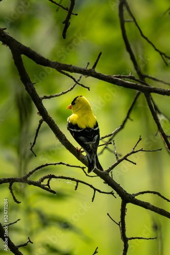 goldfinch sitting on a branch with back to camera and a green backdrop