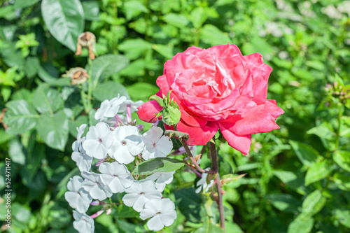 Flower Rose pinck Garden Eye Bud Blossom Blum