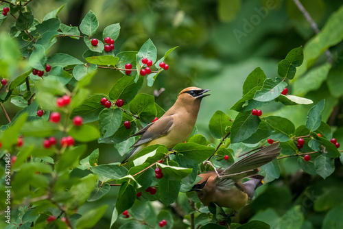 two cedar waxwing birds sitting on a red berry bush photo