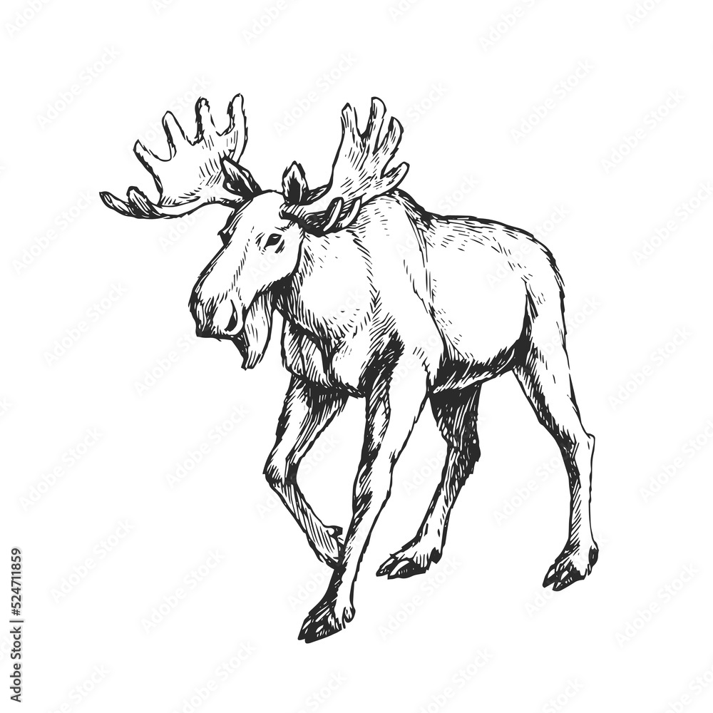 Vector hand-drawn illustration of a moose isolated on a white background. A sketch of a wild animal in the style of an engraving.
