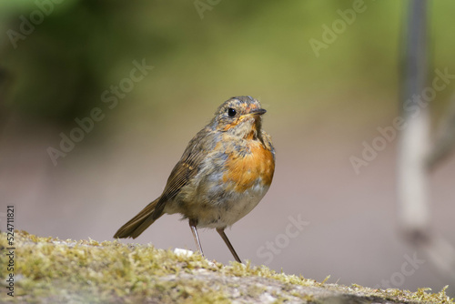 Young Robin © russell