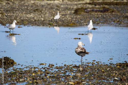 sea bird on shore, in Gaspé, QC, Canada photo